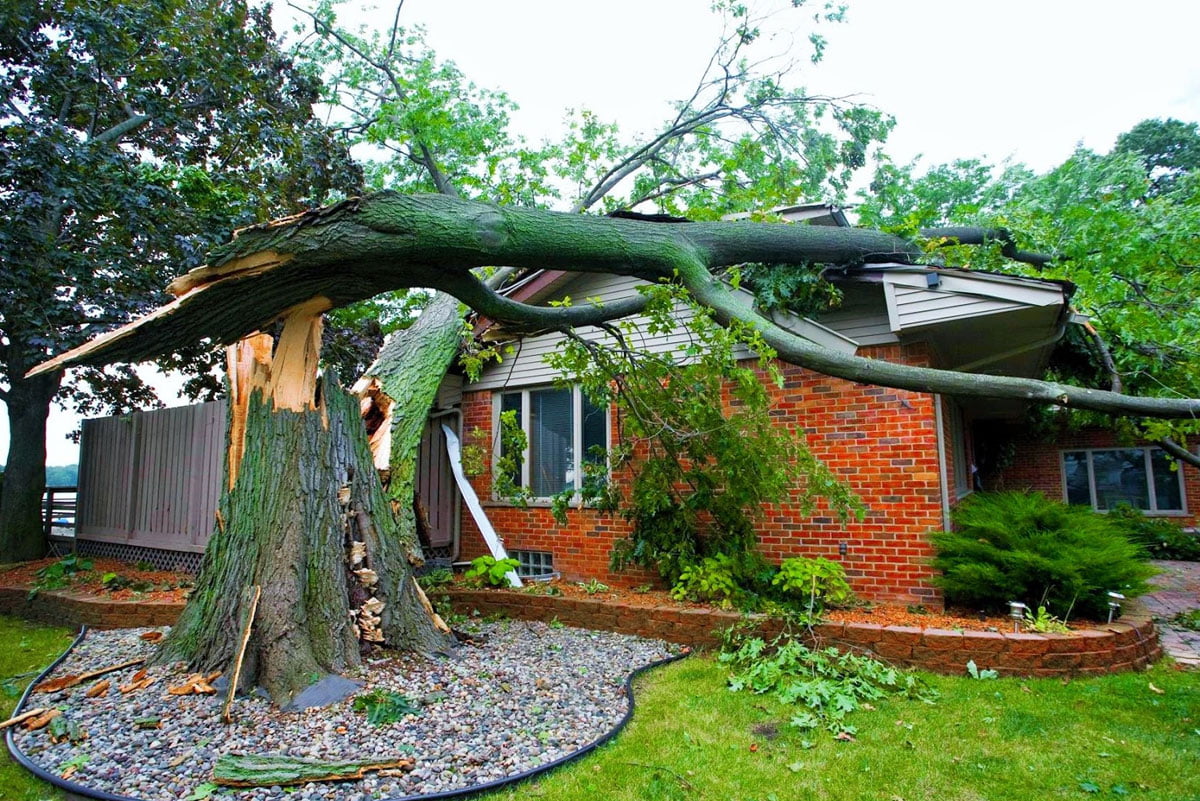 Tree fallen on house roof